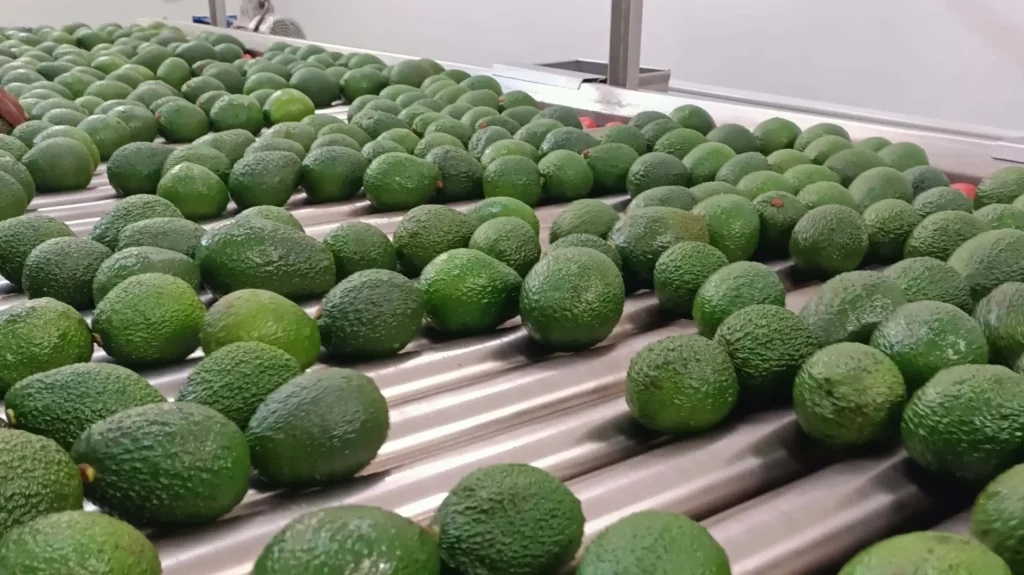 Fresh fruit export inspection services verifying quality and grading for international markets